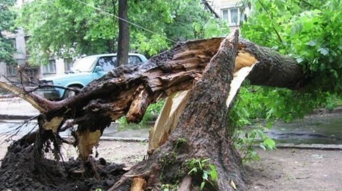 Bakıda ağac aşıb, yollarda sıxlıq var