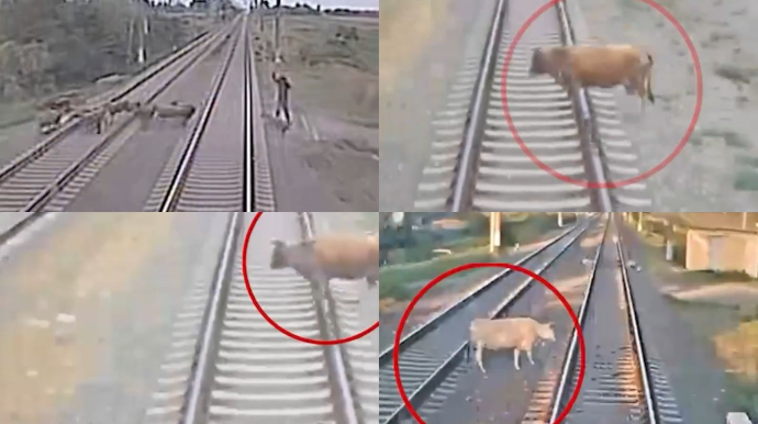 Heyvanların relslərə çıxması səbəbindən 48 toqquşma baş verdi - VİDEO 