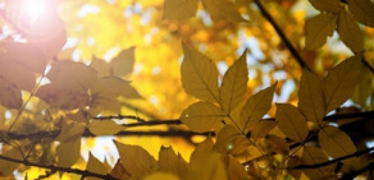 Günəşli hava sabah da davam edəcək - Bakıda