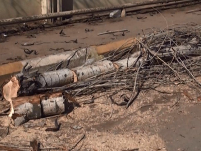 Güclü külək qərb bölgəsində fəsadlar törətdi