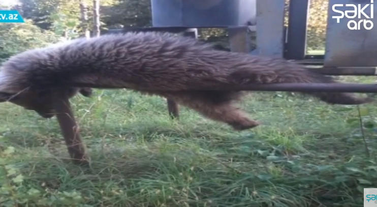 Transformatora girən ayını "tok" vurdu - FOTO+VİDEO