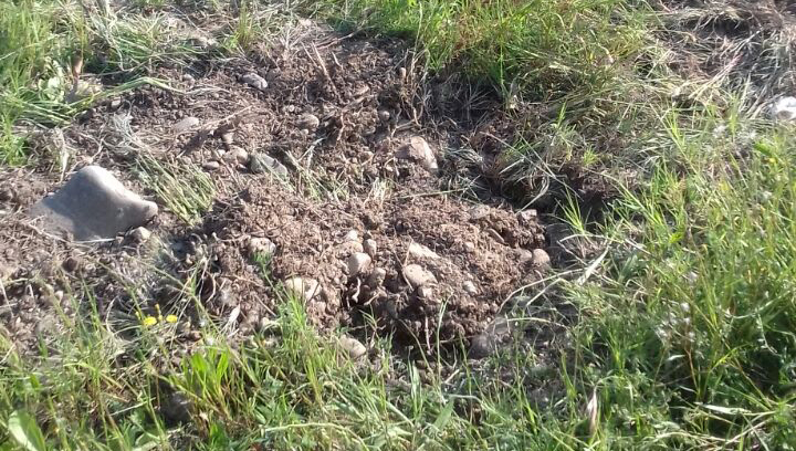 Yol kənarındakı 35 ağac kökündən çıxarılaraq aparılıb - FOTO