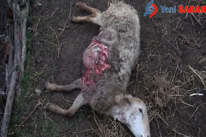 Goranboyda canavarlar həyətə hücum etdi, 7 qoyunu parçaladılar - Foto