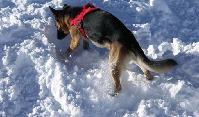 İt qar altında qalmış uşağı xilas etdi – FOTO