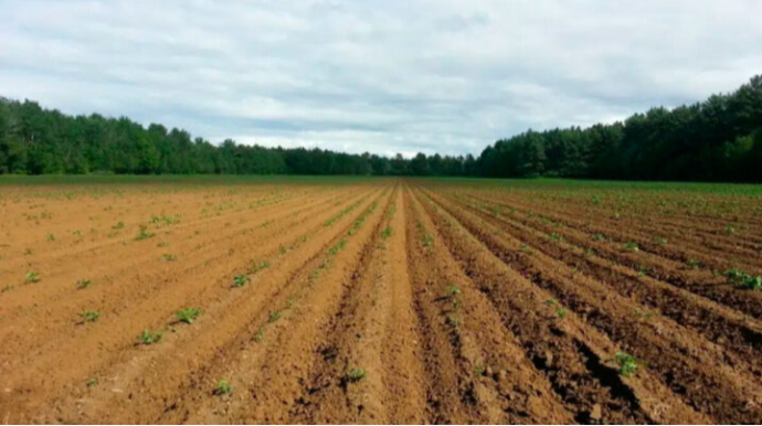 Növbəti torpaq hərracları elan edildi 