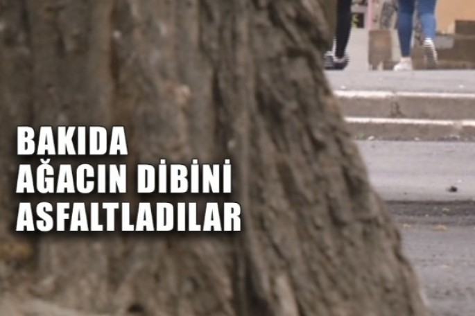 Bakıda ağacın fəryadı: Yaşıl ağacın gövdəsi tamamilə asfaltlanıb - VİDEO