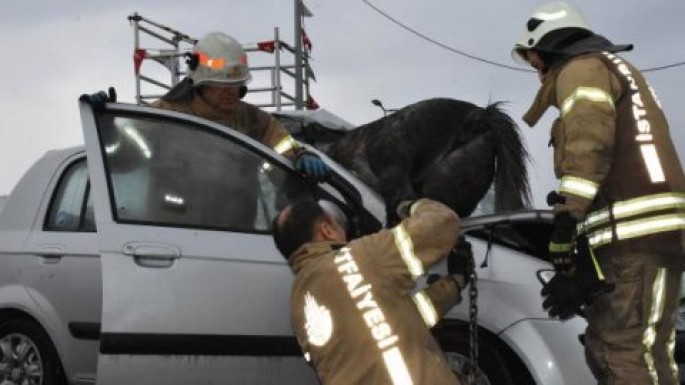 “Hyundai” 3 atı vurdu: atlardan biri ön şüşədən içəri “girdi” - FOTO