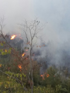 ETSN:“Oğuz meşəsində baş verən yanğın tam söndürülüb”