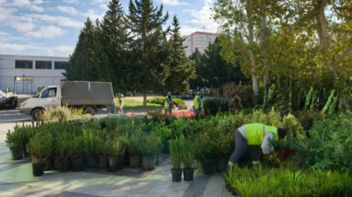 Xətai rayonunda ağacəkmə aksiyası davam edir - FOTO