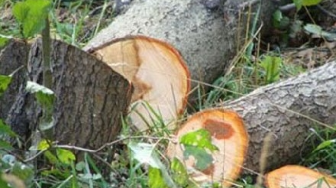 Ağacları kəsən vəzifəli şəxs cəzalandırıldı