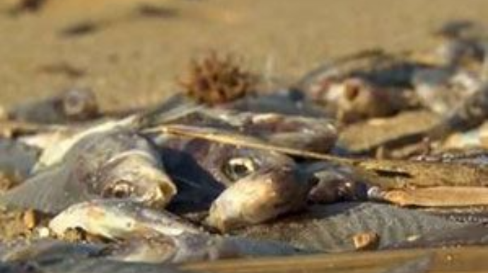 Qanunsuz ov edənlər cəzalandırıldı