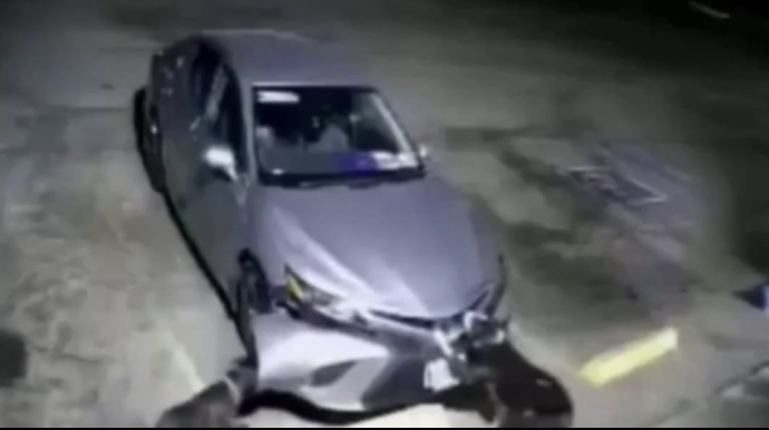 İtlər maşını belə parçaladı - ANBAAN VİDEO