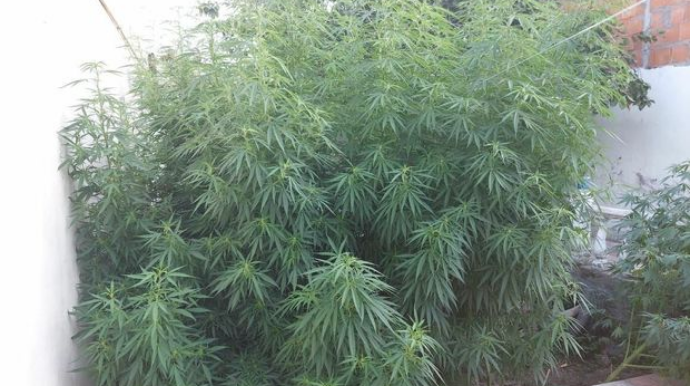 Həyətində çətənə kolu əkən şəxs saxlanıldı   - FOTO