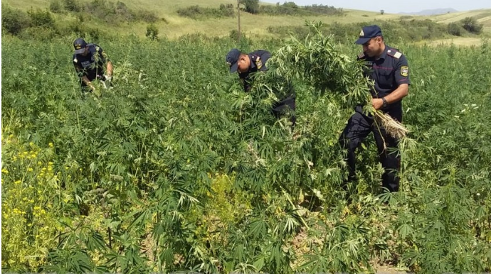 Goranboyda yabanı halda bitən çətənə kolları məhv edilib  - FOTO