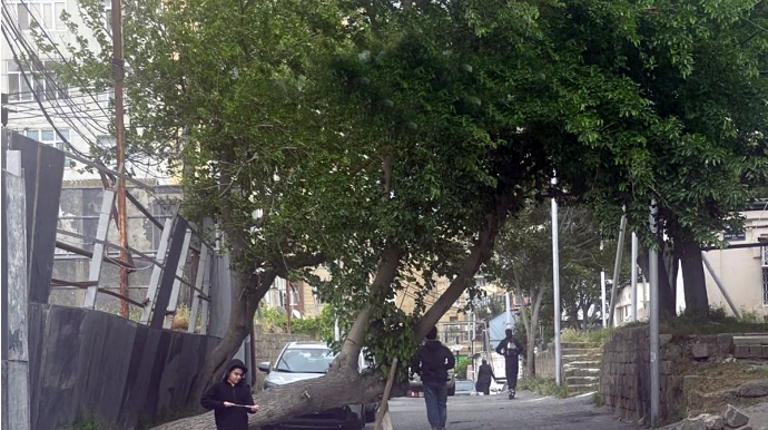 Bakıda insanları narazı salan ağac - Niyə maraqlanan yoxdur? - VİDEO 