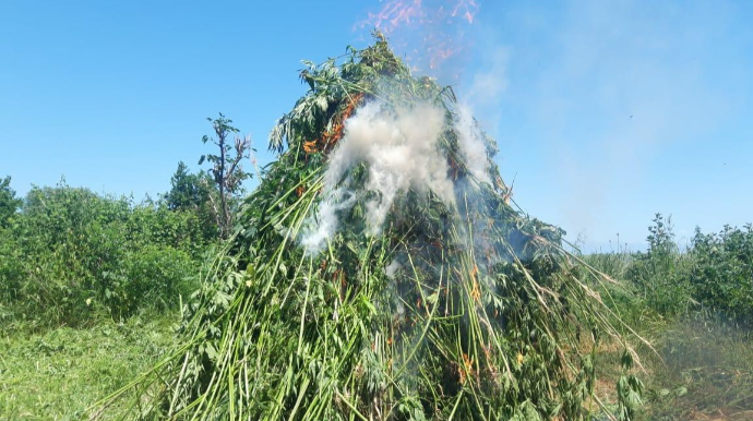 Zaqatalada 2 tondan artıq narkotik vasitə  məhv edilib HADİSƏ