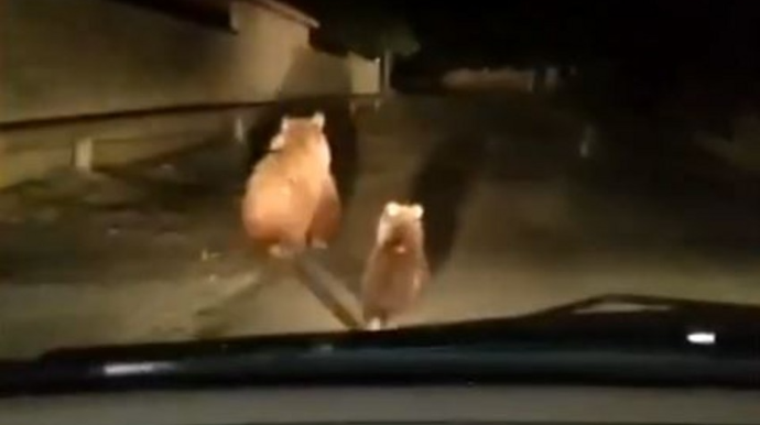 Balakəndə ayılar peyda olub - VİDEO 