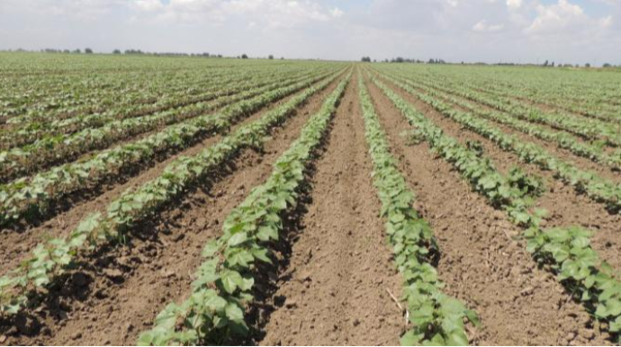 Torpaq icarəsindən əldə edilən gəlir açıqlandı 