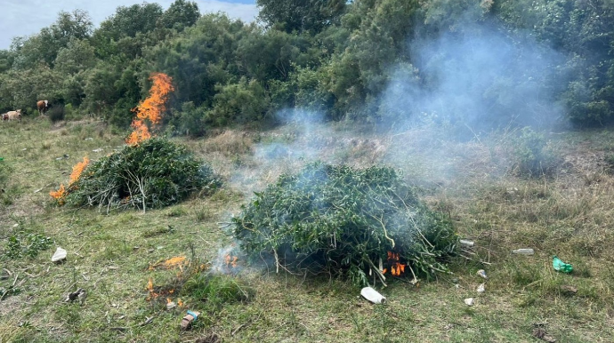Neftçalada yabanı halda bitmiş 12 ton çətənə kolu məhv edildi