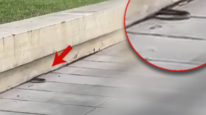 Paytaxtın mərkəzində ilan peyda oldu - VİDEO 