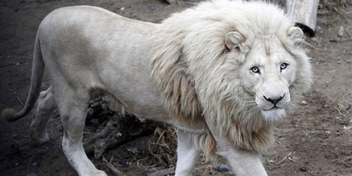 Ağ aslanın ov üçün hərrac yolu ilə satılacağı iddiası ölkəni qarışdırdı