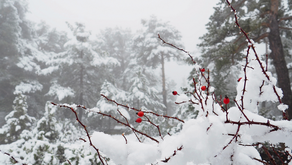Proqnozlar Bürosu: "Qarlı hava şəraiti sabahadək davam edəcək"