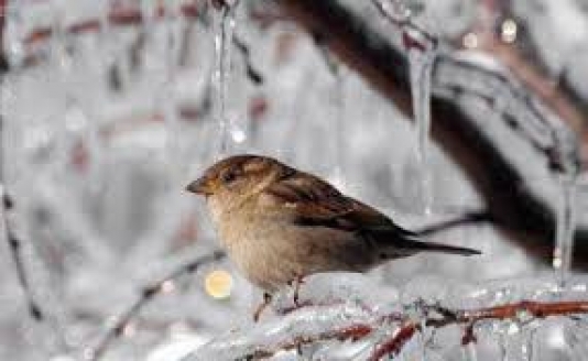 Şaxtalı hava davam edəcək