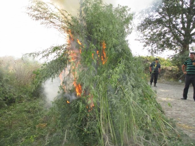Yabanı halda bitmiş cətənə kolları aşkarlanıb