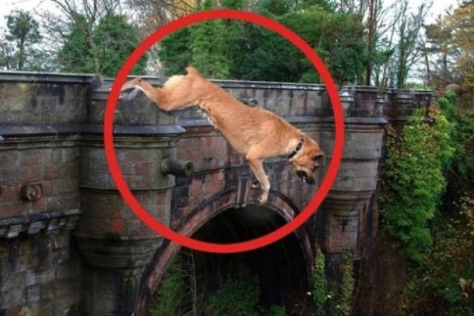 Bu körpüyə çıxan itlər intihar edirlər: özü də eyni yerdən - FOTO