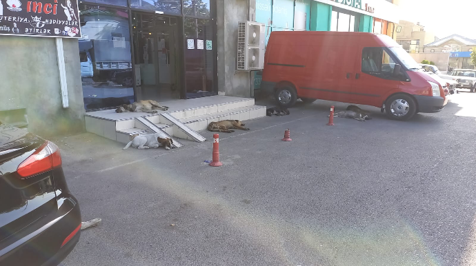 Turizm şəhərinin qorxunc itləri - FOTO