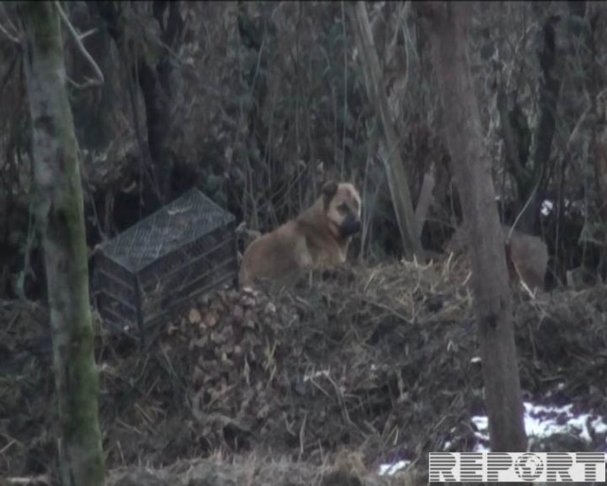 Ağstafada it insanlara hücum edib