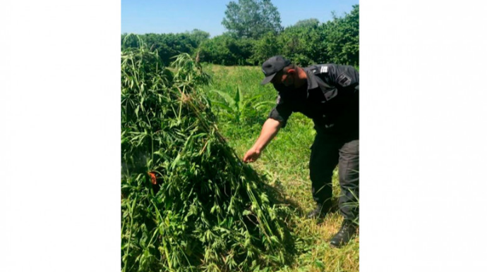 Qaxda 4000 ədəd çətənə kolu yandırılıb