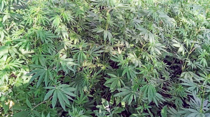 Neftçalada həyətində narkotik bitkilər becərən şəxs saxlanılıb