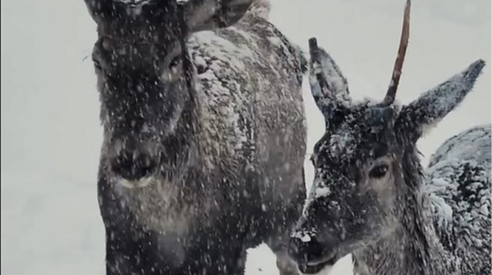 Maral sürüsünün qarlı havada maraqlı görüntüləri - VİDEO