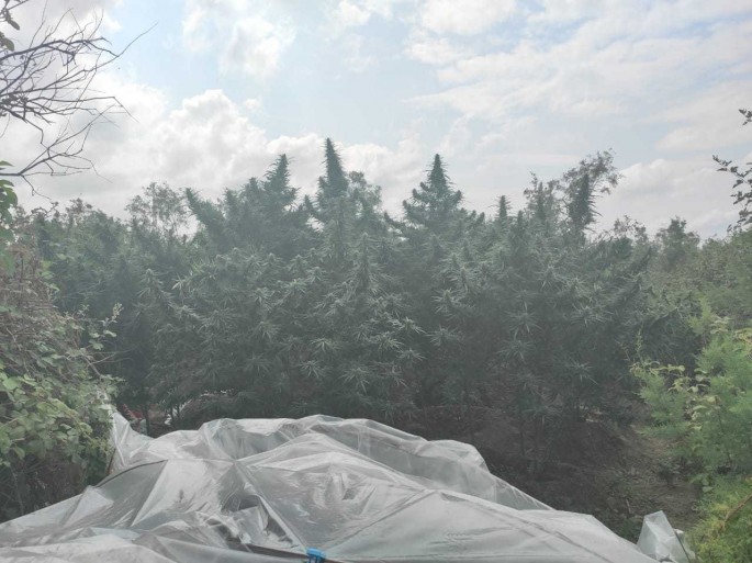 Salyan sakinindən külli miqdarda narkotik vasitə götürülüb - FOTO