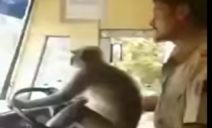 Meymun avtobusu idarə etdi - VİDEO