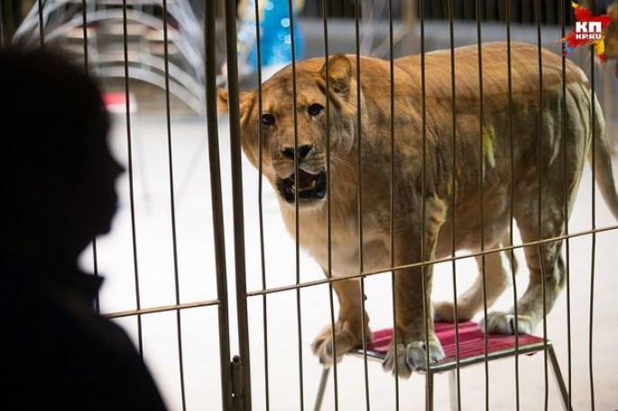 Sirkdə qorxulu hadisə: şir uşağa hücum etdi – VİDEO