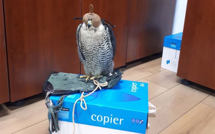 Azərbaycanda unikal qaçaqmalçılıq - Gömrükdə quş tutdular - FOTO