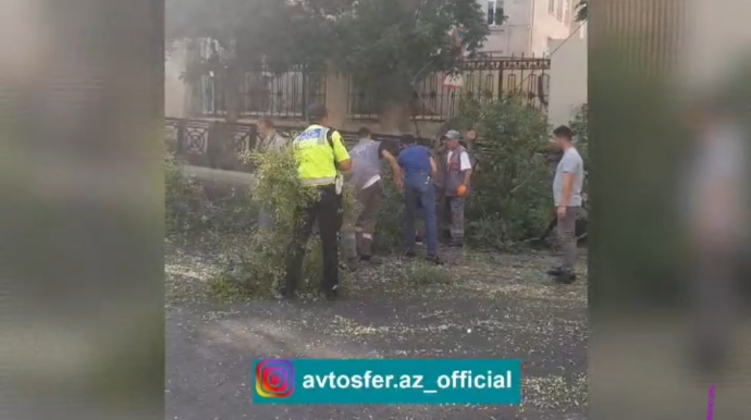 Bakıda ağac yola aşdı: polislər görün nə etdi...  - VİDEO