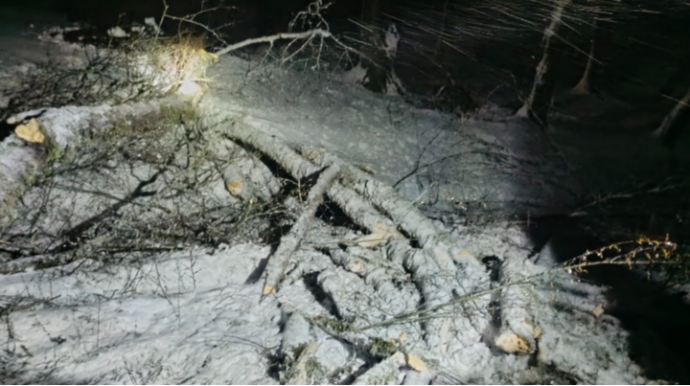 Qara tab gətirməyən ağac aşdı - Avtomobil yolu bağlandı - VİDEO 