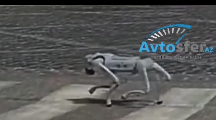 Bakıda “robot it” piyada keçidindən keçərkən görüntülənib - VİDEO 