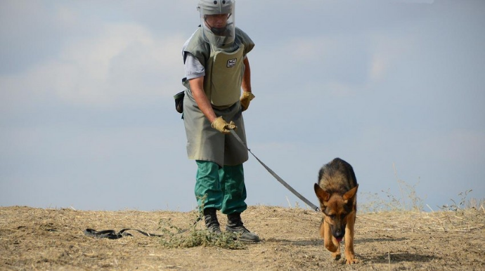 ABŞ Azərbaycana 10 minaaxtaran it göndərib