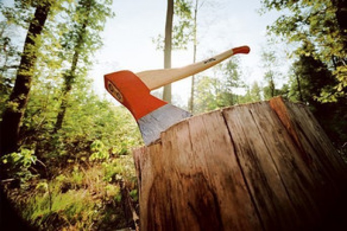 Sərv ağacını kəsən şəxs 2200 manat cərimələnib - Bakıda