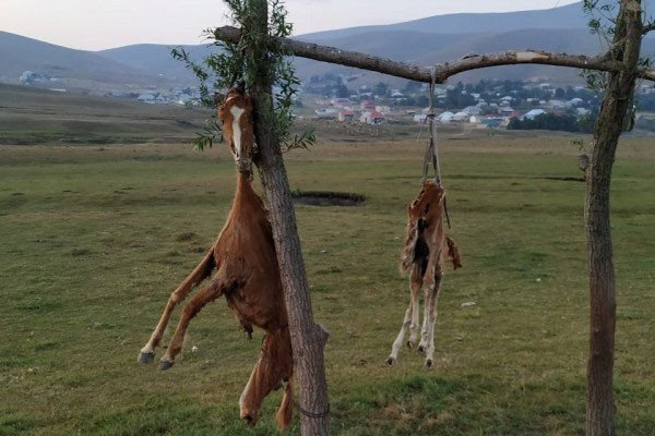 Azərbaycanda görünməmiş vəhşilik: At və balasını öldürüb, dirəkdən asdılar - FOTOLAR