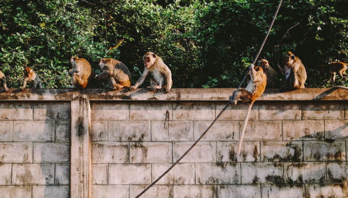 Meymun körpə uşağı öldürdü - FOTO