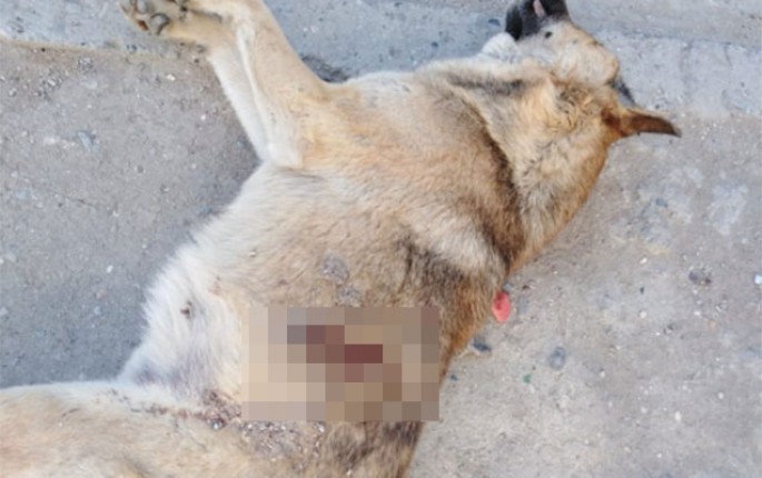 İcra Hakimiyyətindən itlərin şəkilləri ilə bağlı - AÇIQLAMA