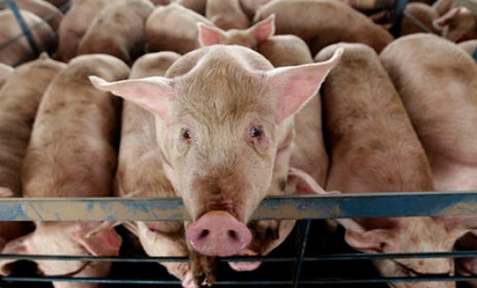 Donuzlar qadını diri-diri yeyib