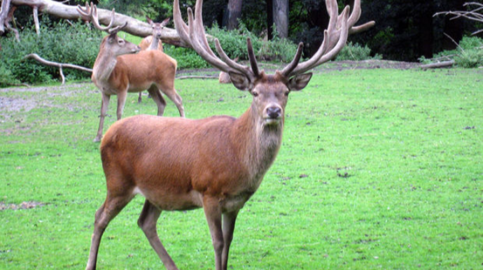 Talış dağlarında 100 il sonra yenidən nəcib marallar peyda olacaq 