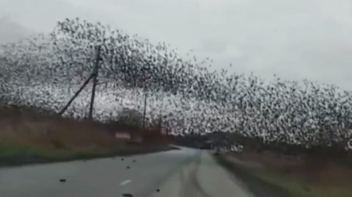 Quş sürüsü tıxaca səbəb oldu – VİDEO 