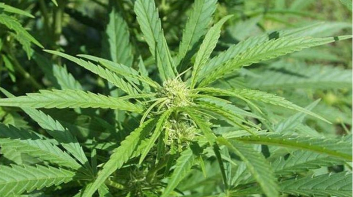 Kultivasiya yolu ilə yetişdirilmiş 2074 ədəd çətənə kolu aşkarlanıb